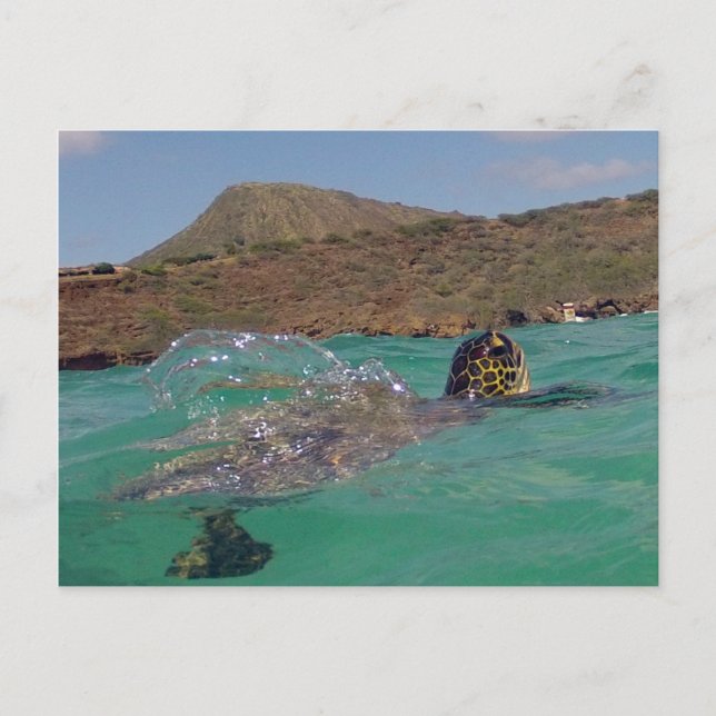 Carte Postale Tortue Hawaii de la baie de Hanauma (Devant)
