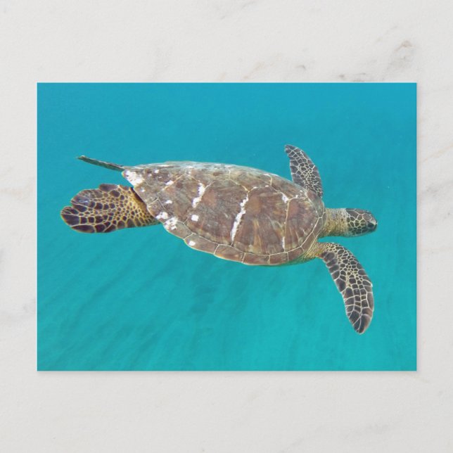 Carte Postale Tortue Hawaii Honu (Devant)