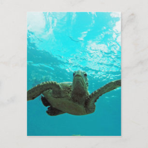Carte Postale Tortue Hawaii Honu