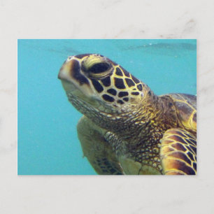Carte Postale Tortue Hawaii Honu