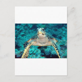 Carte Postale Tortue Hawksbill