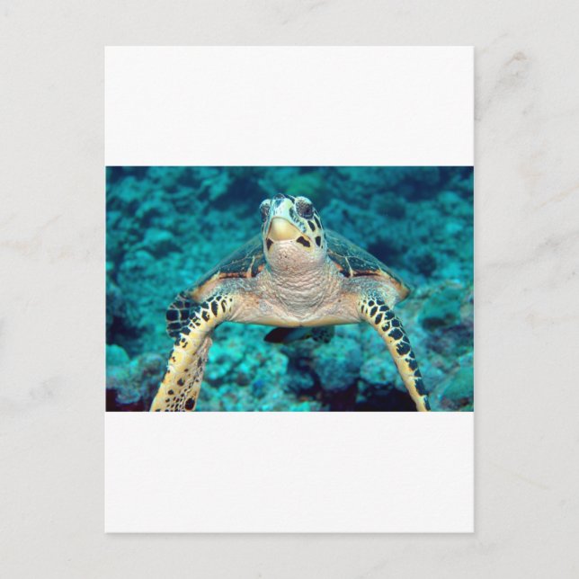 Carte Postale Tortue Hawksbill (Devant)
