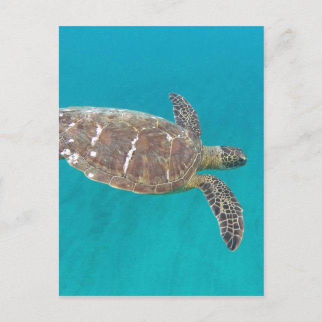 Carte Postale Tortue Honu d'Hawaï (Devant)