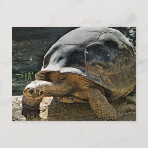 carte postale tortue lente et régulière