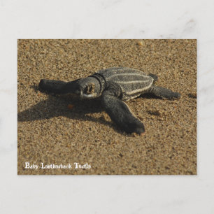 Carte Postale Tortue luth