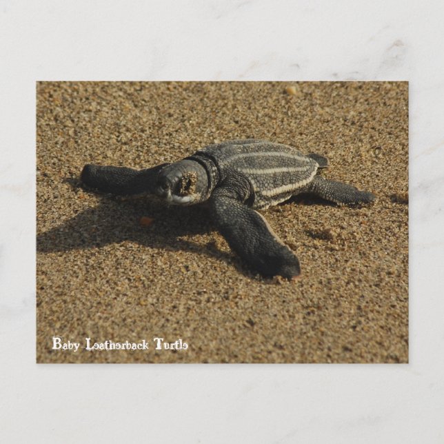 Carte Postale Tortue luth (Devant)