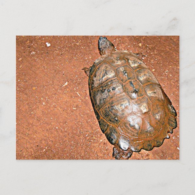 Carte Postale Tortue marchant sur un sol brun (Devant)