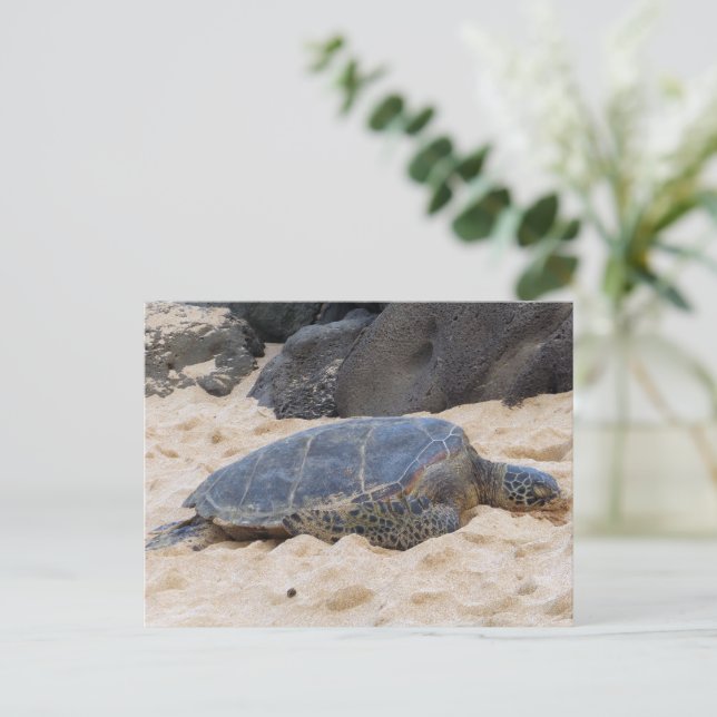 Carte Postale Tortue marine hawaïenne (Debout devant)