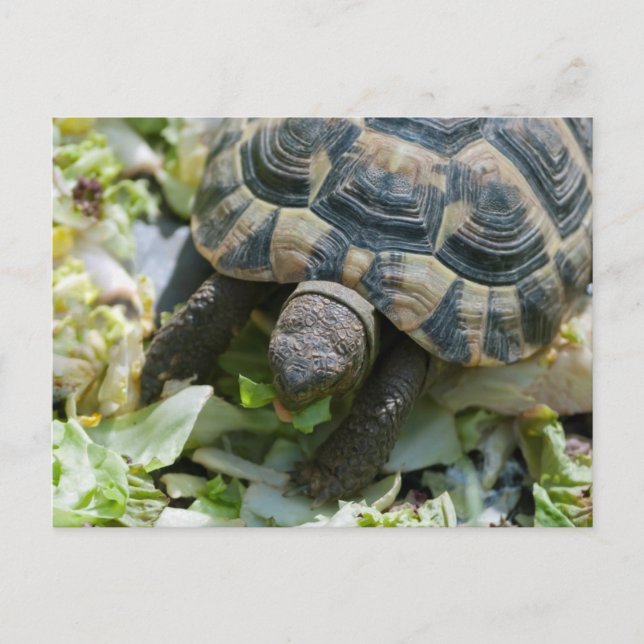 Carte Postale Tortue mignonne (Devant)