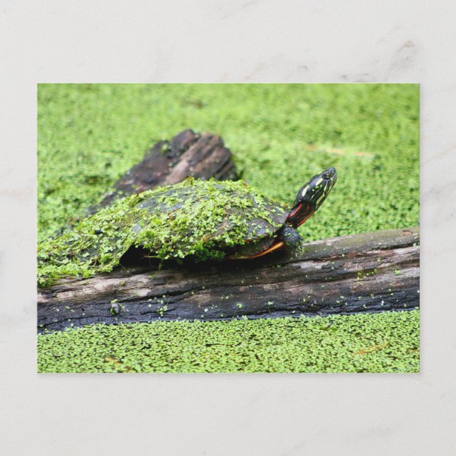 Carte Postale Tortue mignonne recouverte de vert s'amusant. (Devant)
