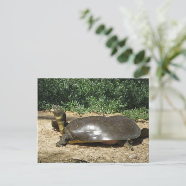 Carte Postale Tortue molle (Debout devant)