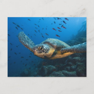 Carte Postale Tortue noire (verte) (Chelonia agassizi)
