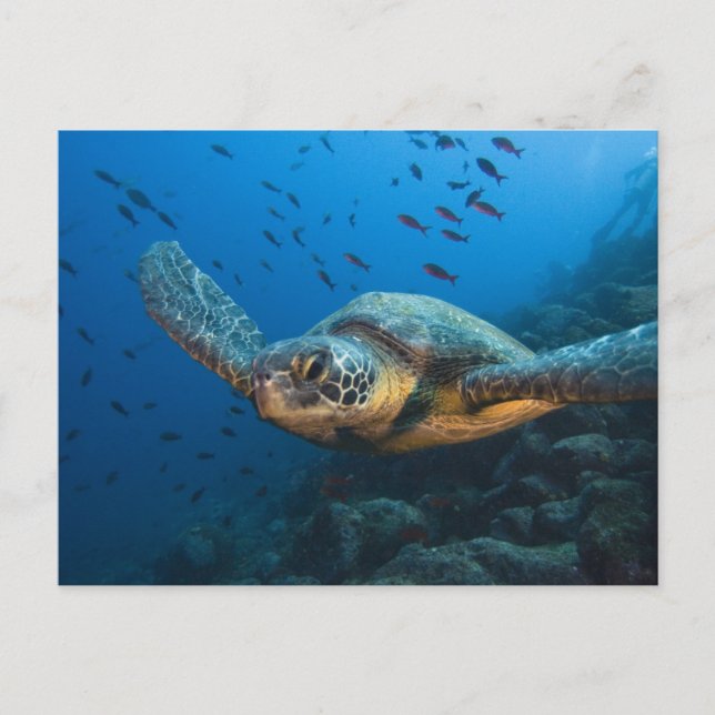 Carte Postale Tortue noire (verte) (Chelonia agassizi) (Devant)