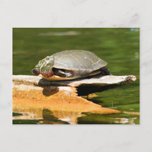 Carte postale Tortue peinte