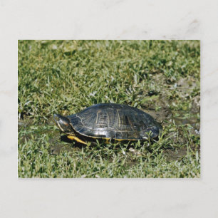Carte Postale Tortue peinte