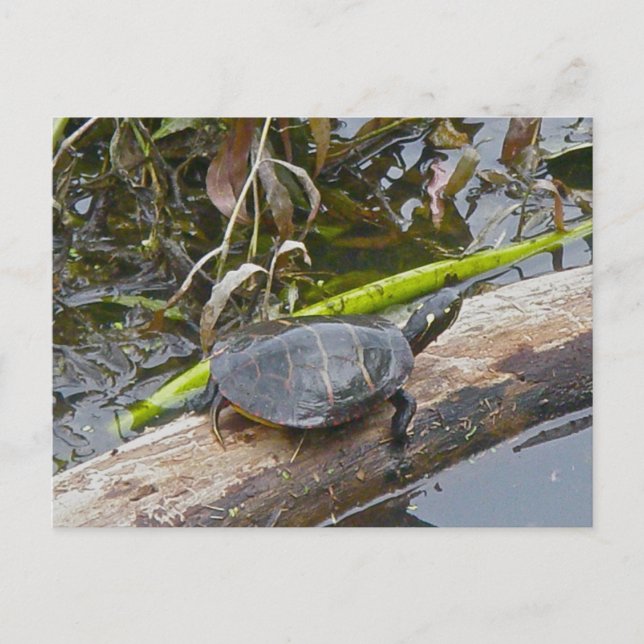 Carte postale Tortue peinte (Devant)