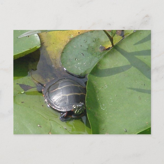 Carte Postale Tortue peinte bébé sur Lilypad objets (Devant)