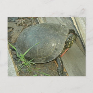 Carte Postale Tortue peinte (Chrysemys picta)