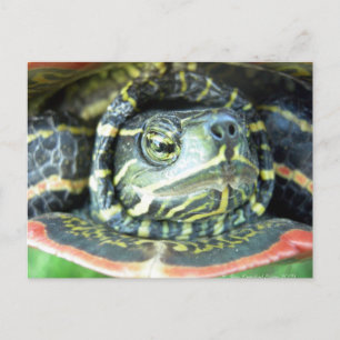 Carte Postale Tortue peinte (Chrysemys picta) 2