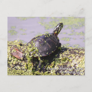 Carte Postale Tortue peinte de l'Est