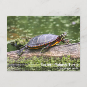 Carte Postale Tortue peinte de l'Est