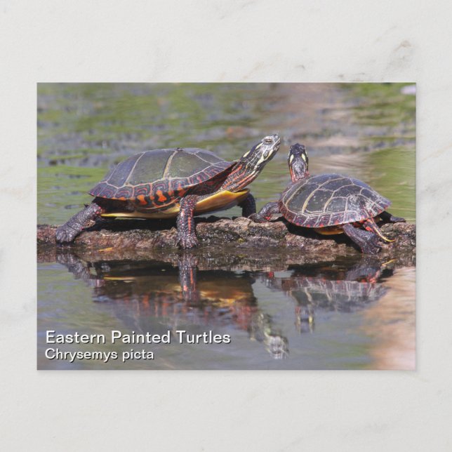 Carte Postale Tortue peinte de l'Est (Devant)