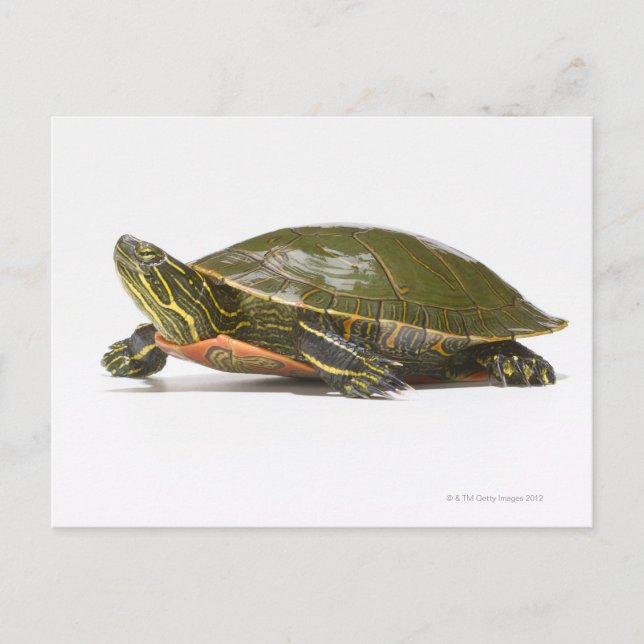 Carte Postale Tortue peinte occidentale (Chrysemys picta bellii) (Devant)