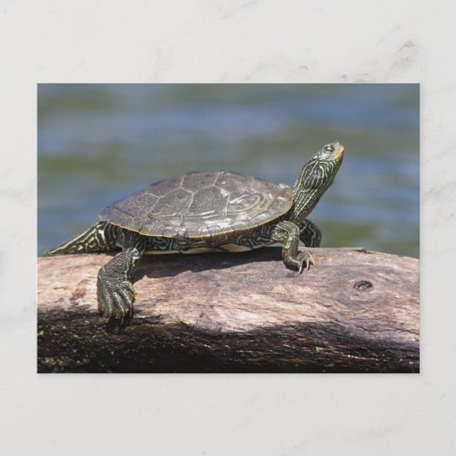 Carte Postale Tortue peinte par jour ensoleillé (Devant)