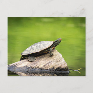 Carte Postale Tortue peinte sur une bille