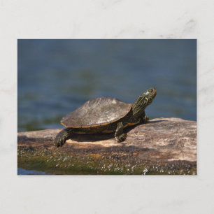 Carte Postale Tortue peinte sur une branche