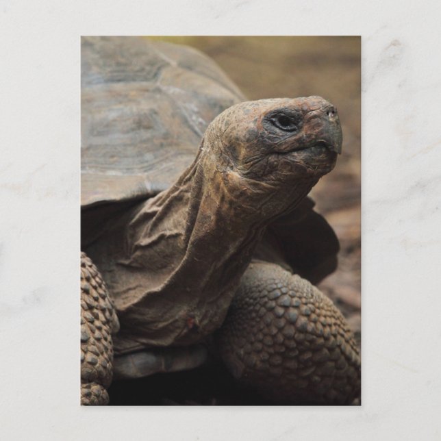 Carte Postale Tortue photo (Devant)