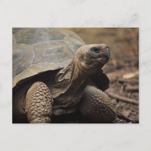 Carte Postale Tortue photo