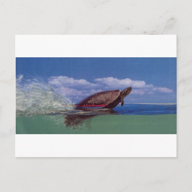 Carte Postale tortue rapide (Devant)