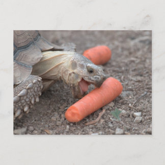 Carte Postale tortue sulcata