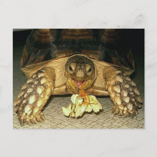 Carte Postale Tortue Sulcata, graines de squash accrochées à la  (Devant)