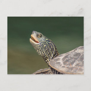 Carte Postale Tortue sur la rivière LaChute