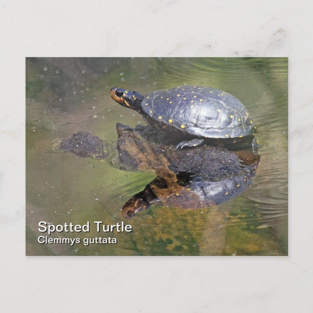 Carte postale Tortue tachetée (Devant)