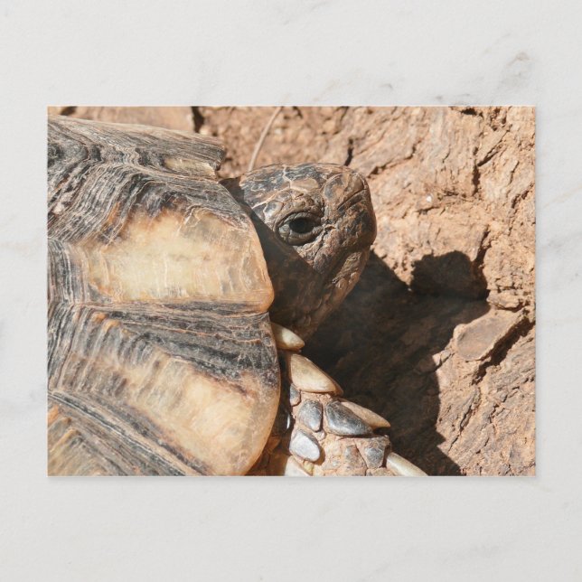 Carte Postale Tortue/tortue grecques de terre (Devant)