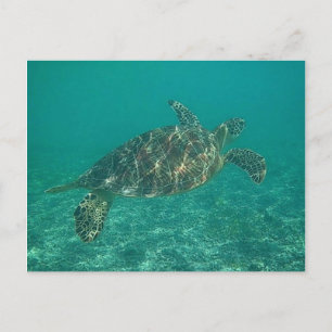 Carte Postale tortue verte