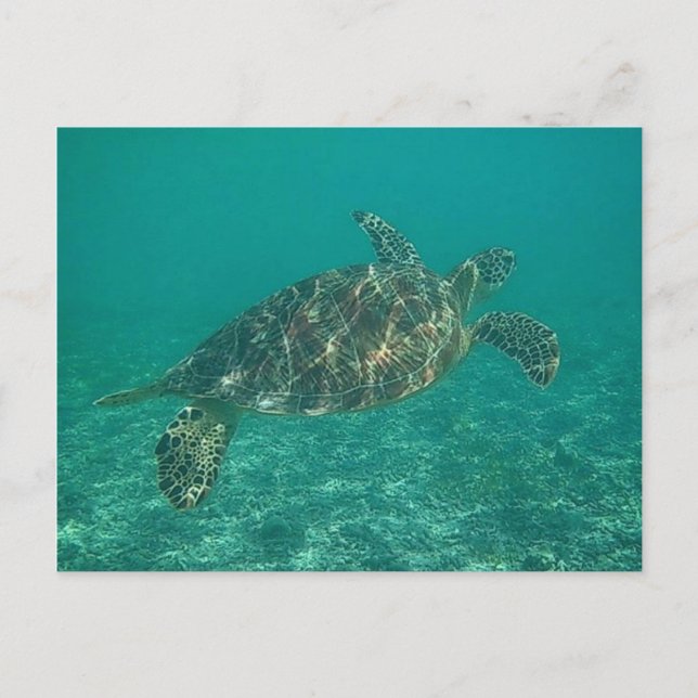 Carte Postale tortue verte (Devant)