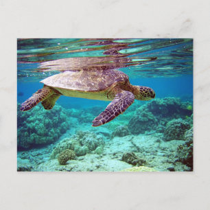 Carte Postale Tortue verte (Chelonia mydas)