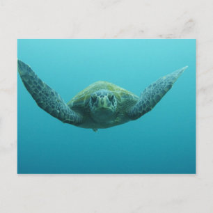 Carte Postale Tortue verte (Chelonia mydas agassisi), Centre