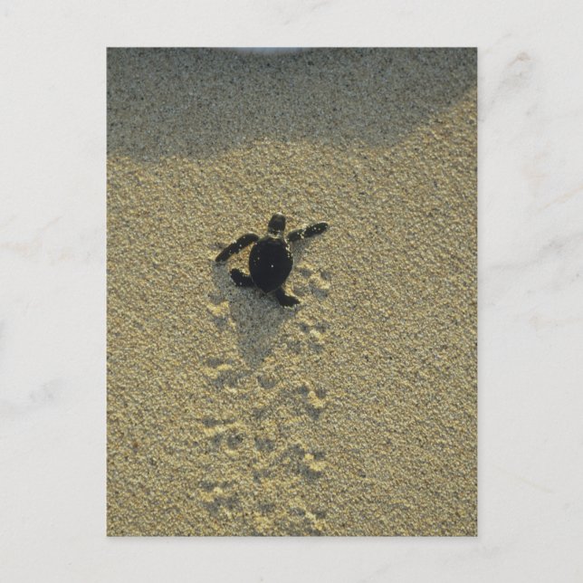 Carte Postale Tortue verte, (Chelonia mydas), éclos (Devant)