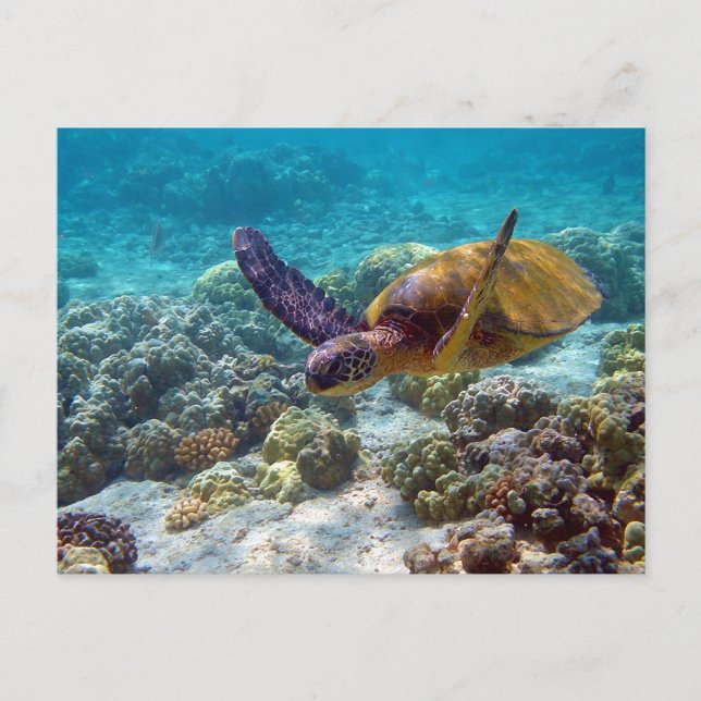 Carte Postale Tortue verte Chelonia Mydas Natation (Devant)