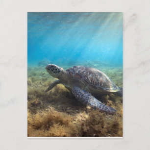 Carte Postale Tortue verte de mer se relaxant sous l'eau