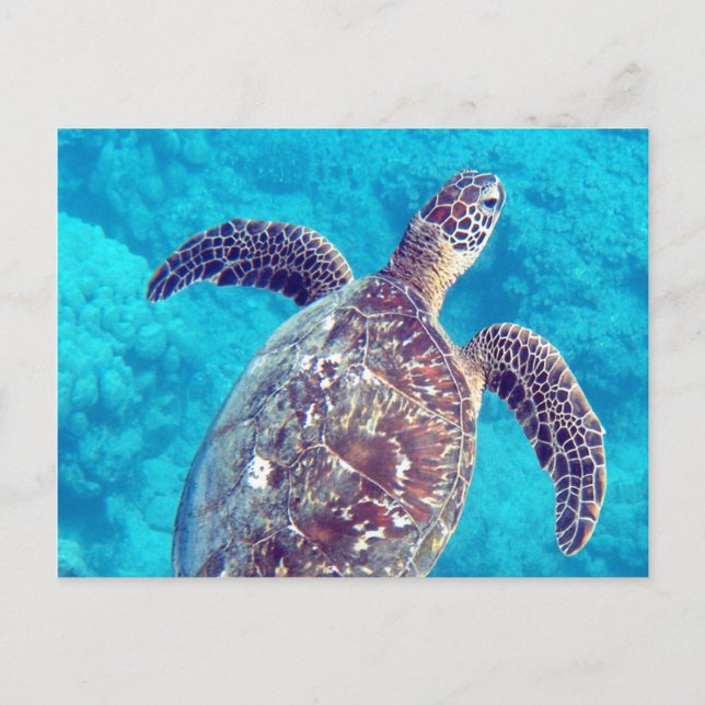 Carte Postale Tortue verte d'Hawaii (Devant)