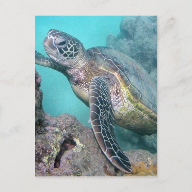Carte Postale Tortue verte d'Hawaii (Devant)