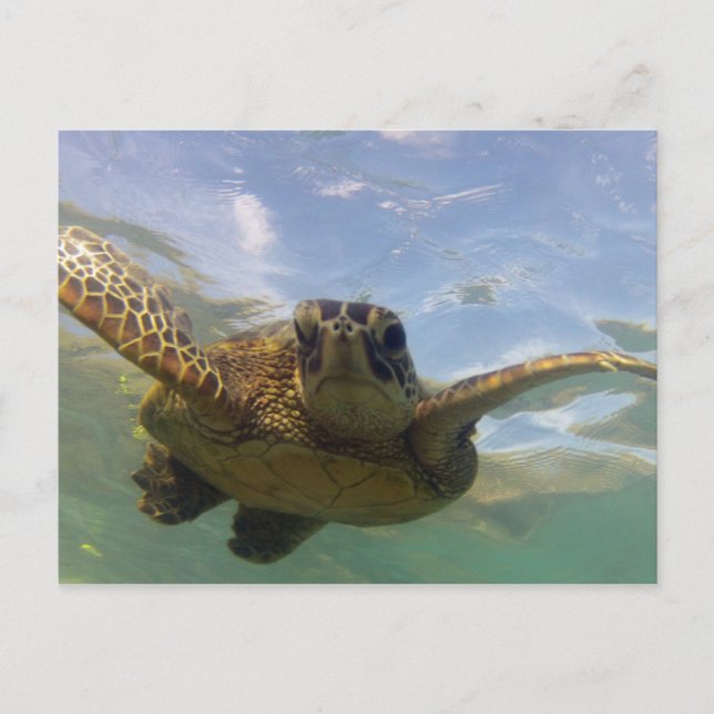 Carte Postale Tortue verte d'Hawaii (Devant)