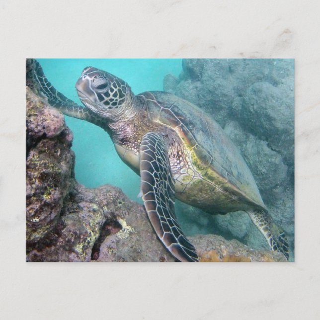 Carte Postale Tortue verte d'Hawaii (Devant)