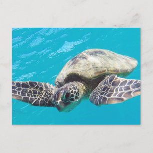 Carte Postale Tortue verte d'Hawaii